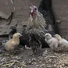 دجاجه رقاده للبيع