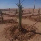 يوجد فصال نخل عربي