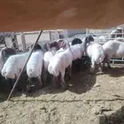 حلاق غنم مكينه جزاز صوف غنم مكينه خبره أكثر من عشر أعوام