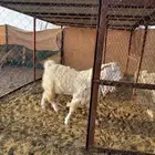 تيس فحل للبيع