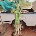 مشاءالله تبارك الرحمن توفر نخيل خلاص درجة اولى طيب ونهى