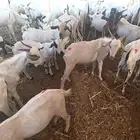 تيوس سوداني