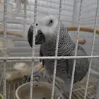 ببغاء كاسكو (African grey)