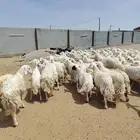 غنم ضان حريات دفيع