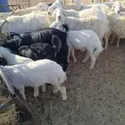 شمال شرق حائل حري البيع