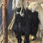 نجد ذبح ذبح