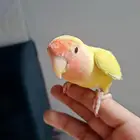 روز لاتينو اليف