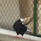 حمام قطيفي للبيع