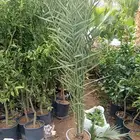 تنسيق حدائق وديكورات