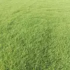 يوجدلديناجميع انواع الثيل الطبيعي الممتاز