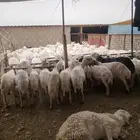 حلاق غنم مكينه جزاز صوف غنم مكينه خبره أكثر من عشر أعوام