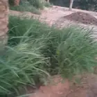 أعلاف أغنام طيبه