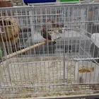 زوج زوبرا للبيع الحجم وسط دكر و أنثى
