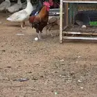 ديك بلدي للبيع