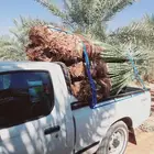 يوجد لدينا جميع انواع النخيل المثمر والزينه وجميع انواعه