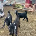 تيوس عوارض للبيع