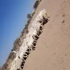 للبيع ضان حري حرشش دفيع ومضاريع