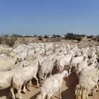 غنم حريه حرش مراح وحد قطعه وحده العداد 100غنم دفيع ومضريع