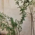 شتلات قرض افريقي او الطلح