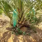 نخل للبيع نخل القصيم جثايث فروخ ونانه صقعي مجدول سكري خلاص