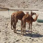 قعدان للبيع
