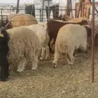 ذبايح لباب بيتك