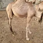 حاشي للبيع