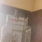 كاسكو أليف