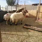 فحل نعيم