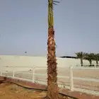 نخل عربي مطاليع وامريكي زينه للبيع
