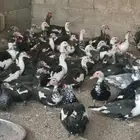 بط مسكوفي مصري منتج ذكور واناث