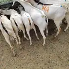 تيوس صوماليه للبيع..صحه ممتازه و اسعار منافسه