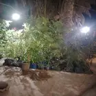 1عرض حتى نفاذ الكميه. 10 حبات كف مريم نيم شث خبيز بس 100ري