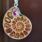 ammonite أمونايت
