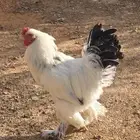 دجاج براهما للبيع