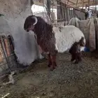 سوق الغنم - ذبح وتقطيع وتوصيل للمنزل