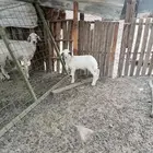 طلي حري للبيع تم البيع الله يبارك للشاري