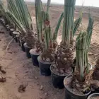 يوجد لدينا جميع فسايل النخل العربي والجثايث