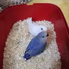 فرخين روز نهايه غر ((تم البيع))