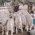 طليان حري