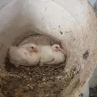 متاح جوزين وفرده يعني خمس حبة لحم فرنسي