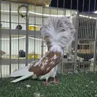 جاكوبين( تم البيع)