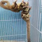 سنجاب الطائر شوقر قليدر(تم البيع)