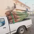 يوجد لدينا جميع انواع النخيل المثمره بجميع انواعها ومقاسات