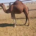 قعود للبيع عمره 8 شهور عليه سوم 4000
