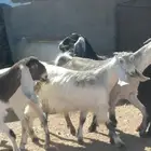 جذعات