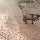 للبيع ماعز قزميه معها بنتها عمره ثلاثة شهور مقروعه له ثلاث ش