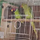 جوز درة الدكر دن النوادر للببع او البدل بلوري