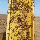 30 خليه نحل بلدي