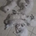 قطط للبيع صحتها ممتازه لعوبه متعلمه ليتر بوك